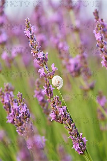 White garden snail