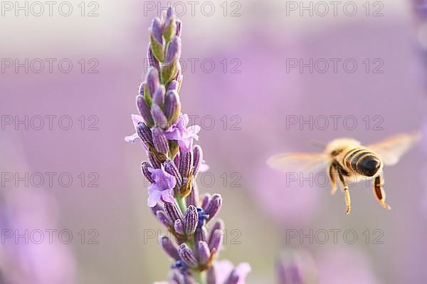 European honey bee