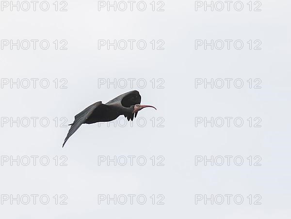 Rare Northern Bald Ibis