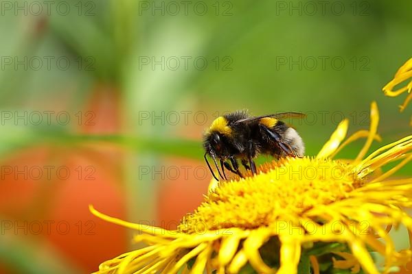 Large earth bumblebee