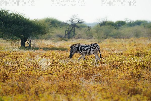 Zebra foal