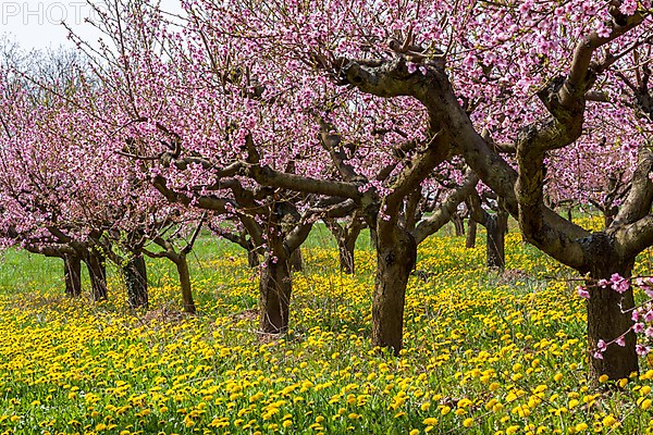 Flowering peach plantation