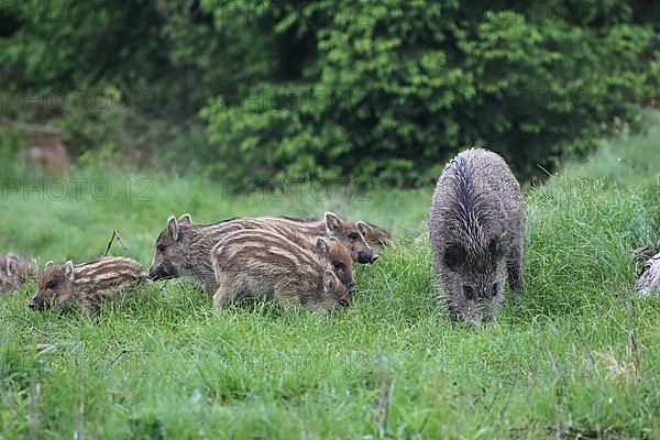 Wild boar