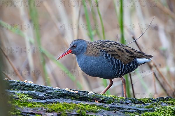 Water rail Rallus aquaticus9