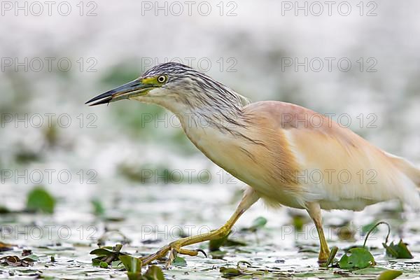 Squacco Heron