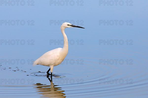 Little Egret