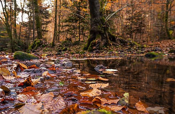 Leaves in a puddle in autumn