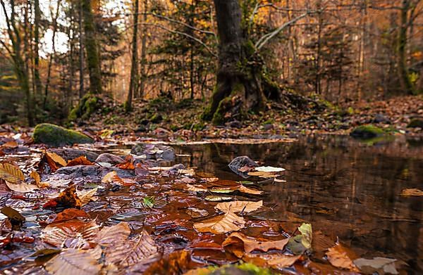 Leaves in a puddle in autumn