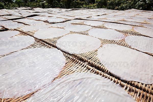 Making of rice noodles. Vietnam