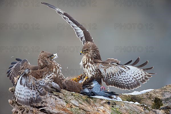 Steppe buzzard