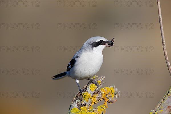 Great Grey Shrike