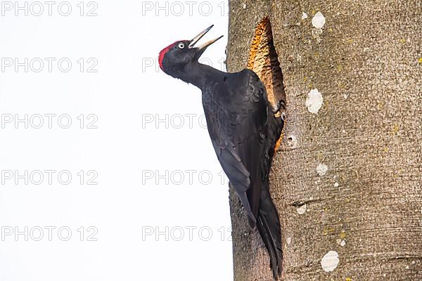 Black Woodpecker