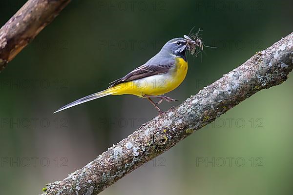 Grey Wagtail