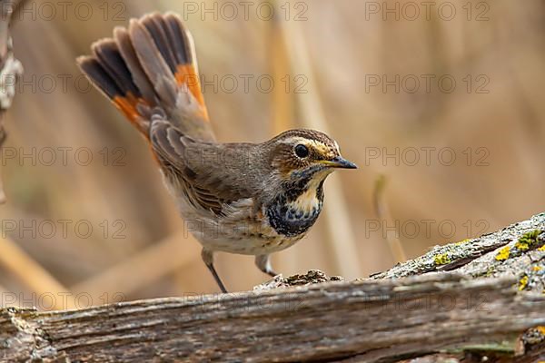 White-spotted bluethroat