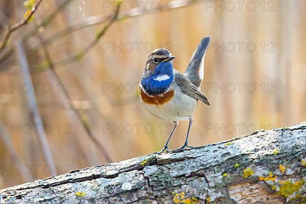 White-spotted bluethroat