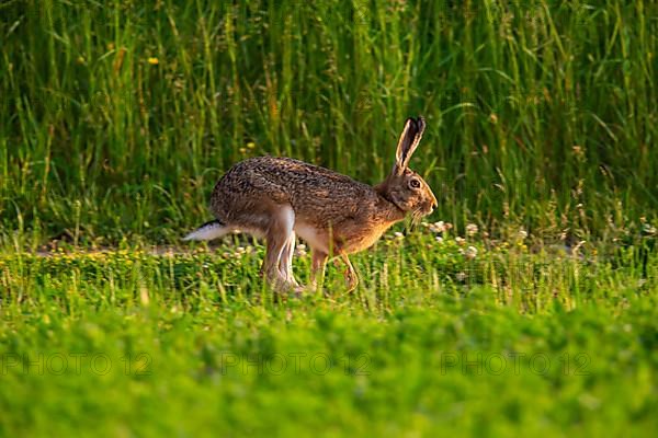 Cape hare