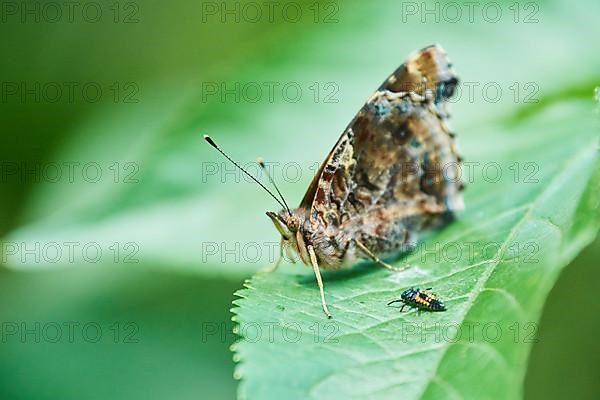 Red admiral