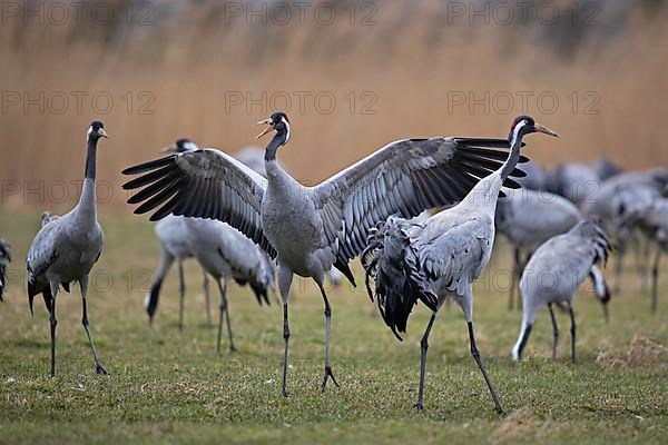 Common crane