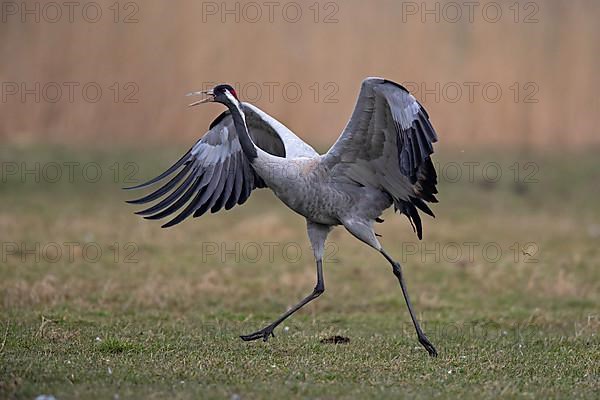 Common crane