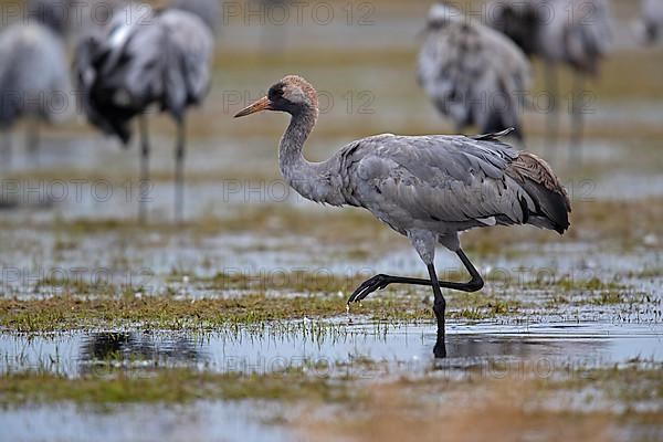 Common crane