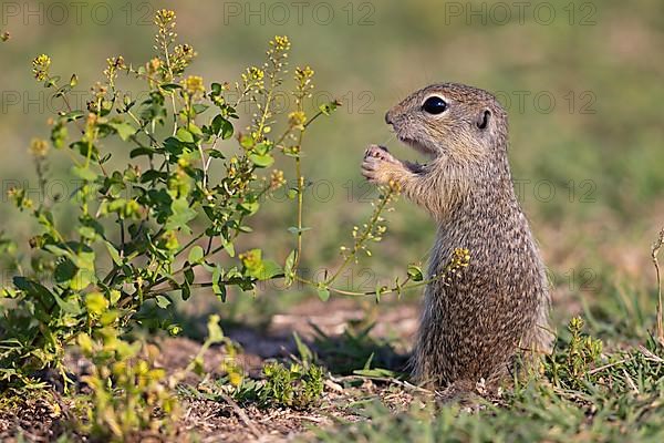 European ground squirrel