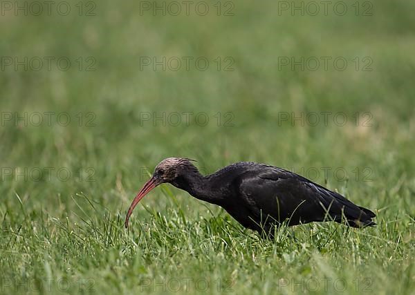 Rare northern bald ibis