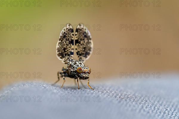 Peacock fly