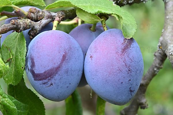 Damson