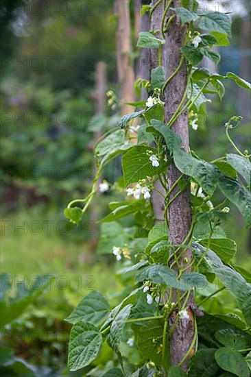 pole beans on climbing support