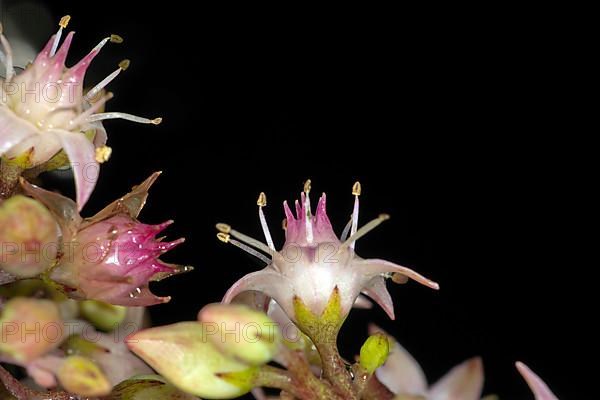 Showy stonecrop