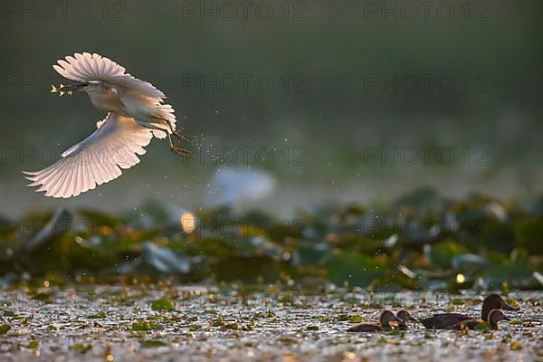 Squacco Heron