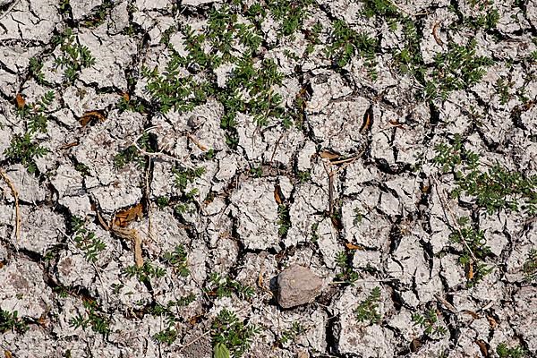 Plant that survives in arid soil