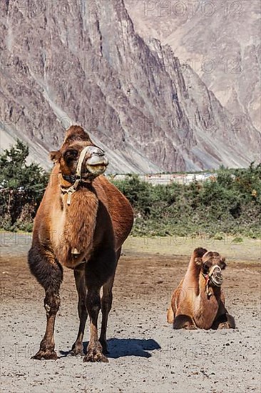 Bactrian camels in Himalayas. Hunder village