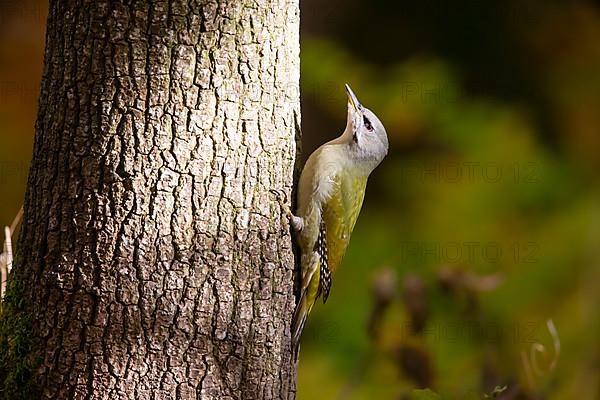 Grey-headed woodpecker