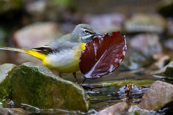 Grey Wagtail