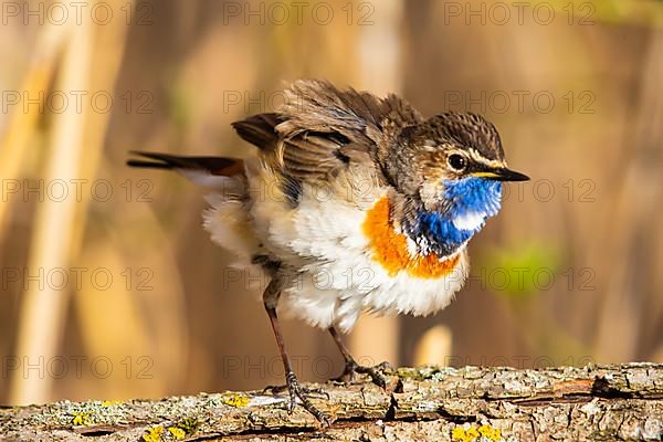 White-spotted bluethroat