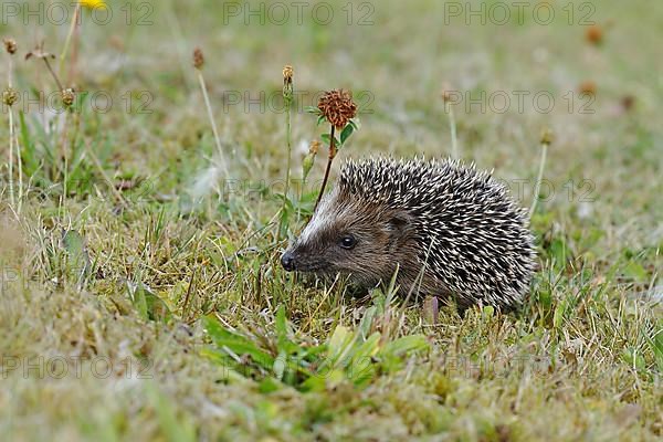 European hedgehog