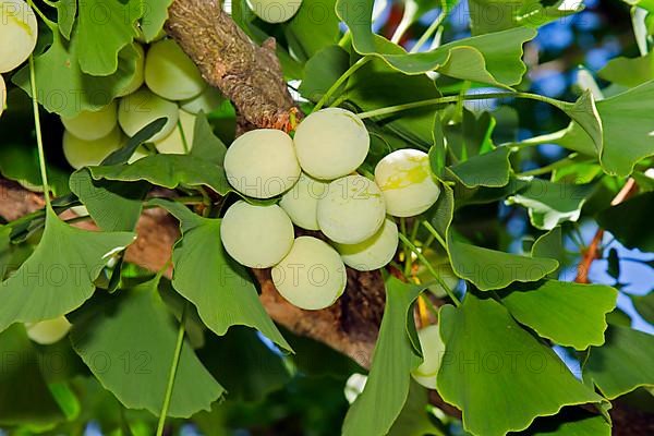 Seeds of the ginkgo