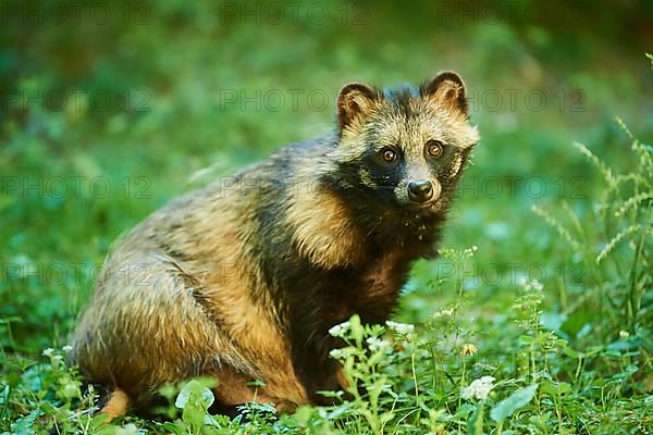 Common raccoon dog