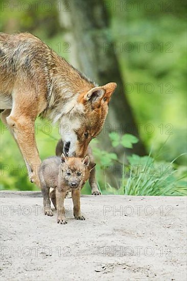 Eurasian wolf