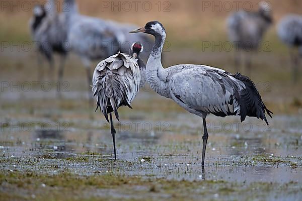 Common crane