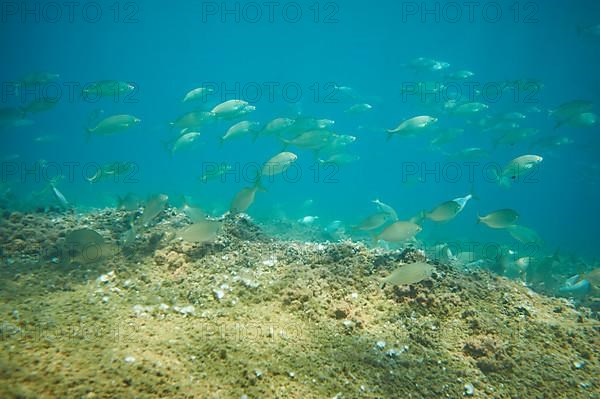 Salema porgy