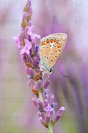 European common blue