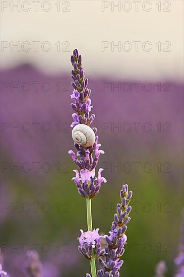 White garden snail