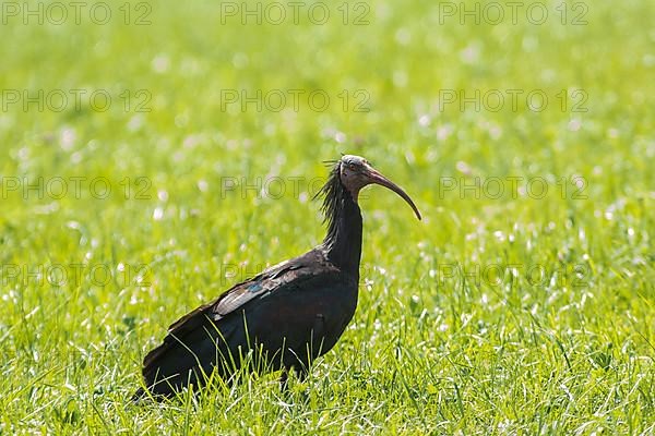 Rare northern bald ibis