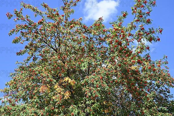 European rowan