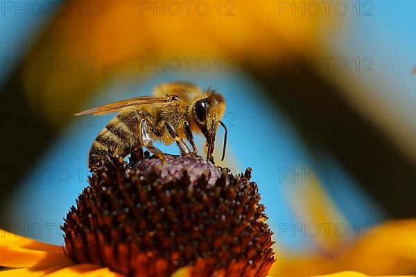 European honey bee