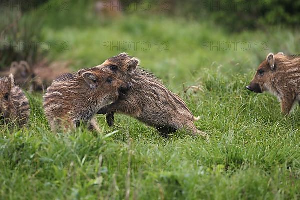 Wild boar