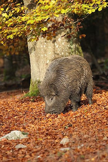 Wild boar