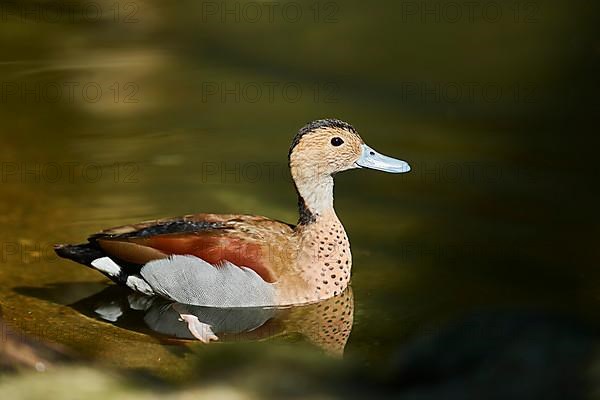 Ringed teal